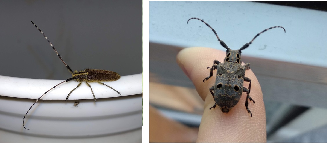 Cerambycidae: Agapanthia asphodeli, maschio e   Mesosa curculionoides, femmina